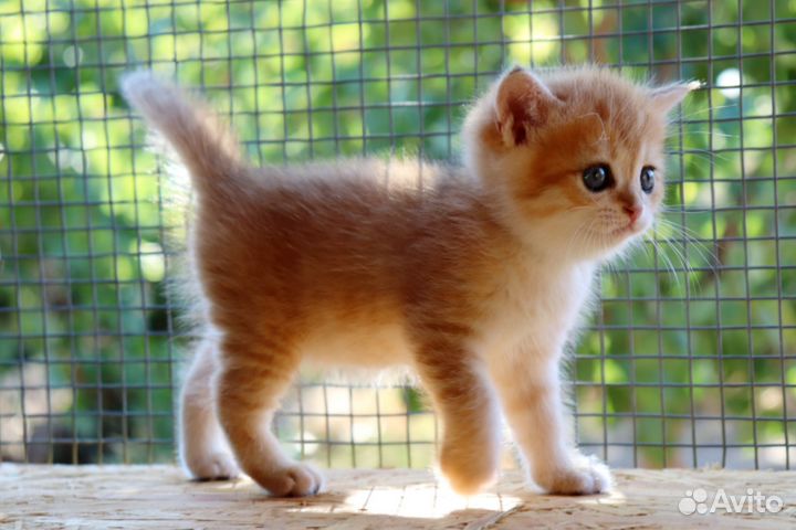 Шотландские золотые шиншиллята