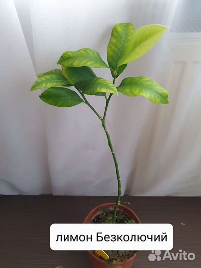 Продам цитрусовые растения