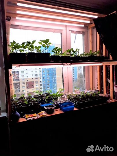 Продажа рассады перца, баклажан, томатов