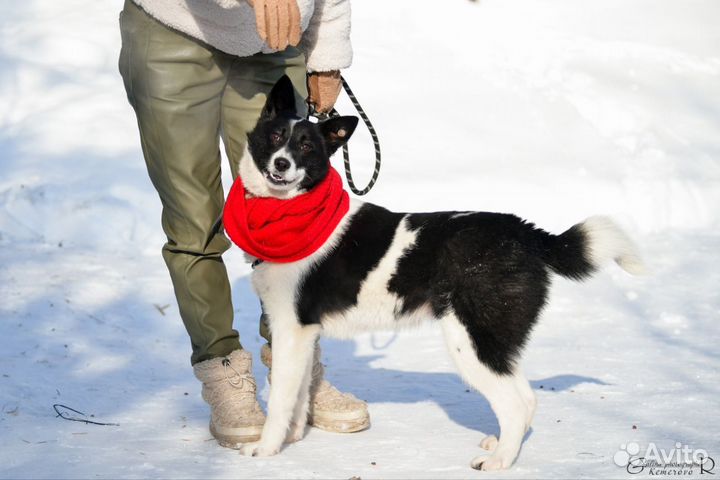 Джек в добрые руки