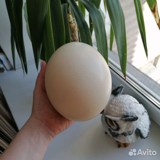 Страусиное яйцо