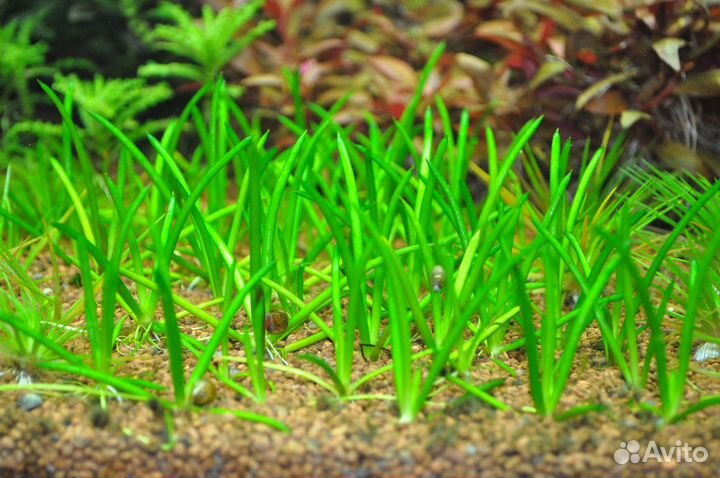 Аквариумные растения