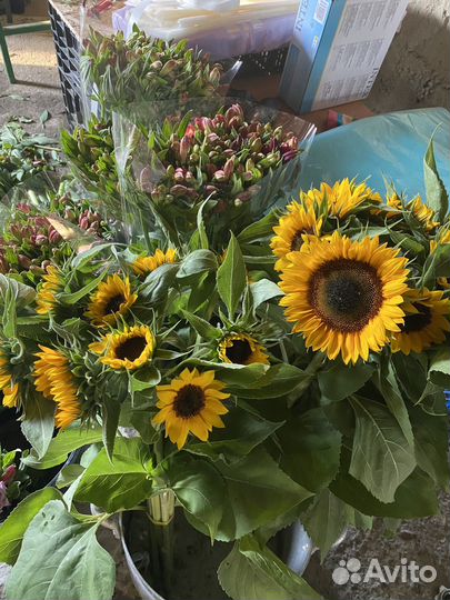 Подсолнухи цветы