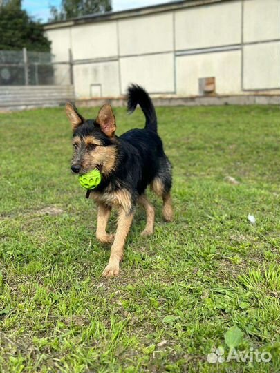 Собака в добрые руки