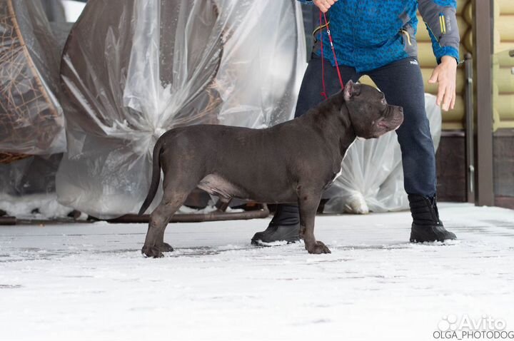 Американский булли XL вязка за щенка