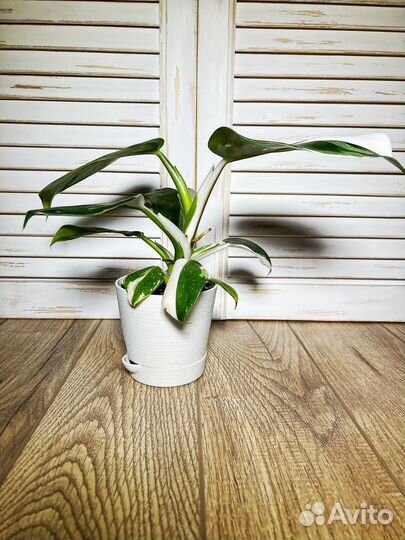 Филодендрон white wizard / вайт Визард