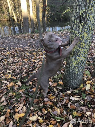 Кинолог. догтренер. Дрессировка собак. Выгул