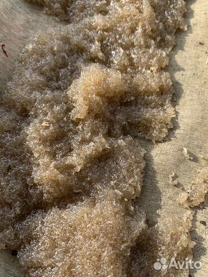 Малек,мотыль