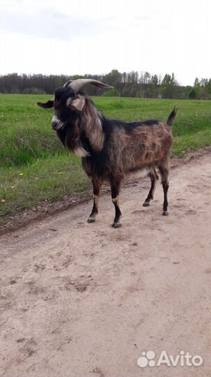 Продам козла 2.5 года