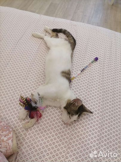 Котик