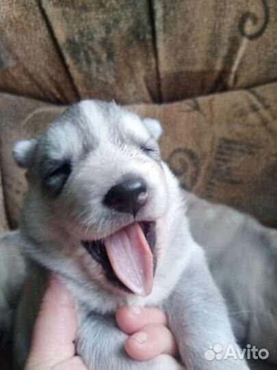 Щенки сибирской хаски