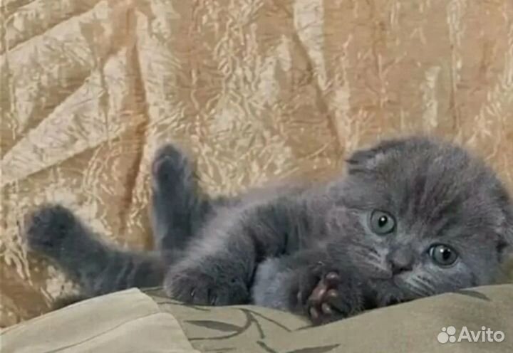 Шотландские котята