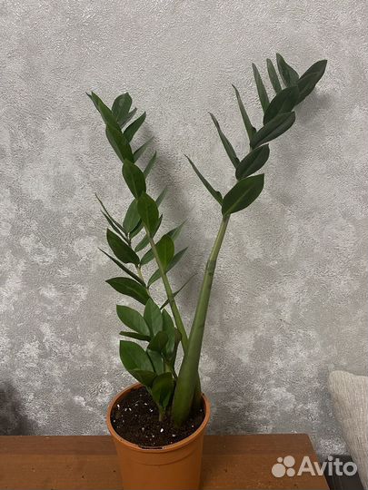 Замиокулькас, хамедорея, кодиеум, алоказия