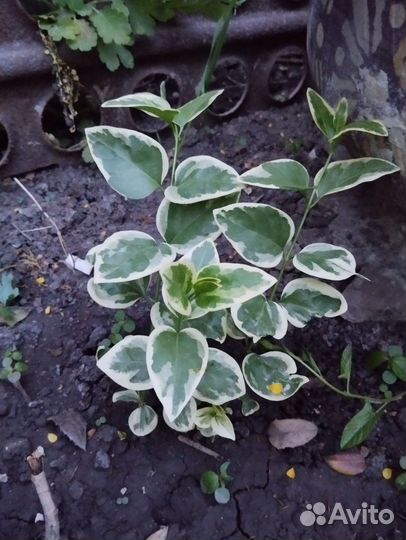 Барвинок большой Вариегата