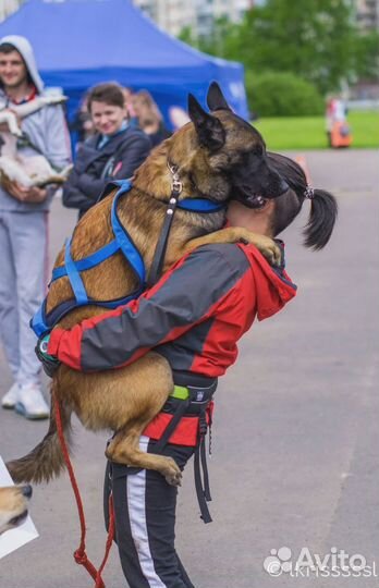 Профессиональные кинологи в Спб