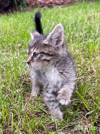 Котенок в добрые руки