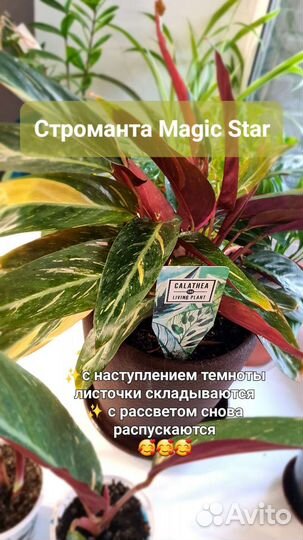 Строманта Magic Star Калатея Маранта