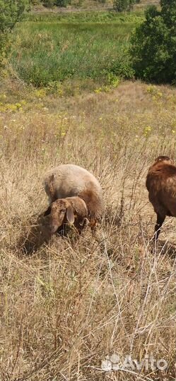Курдючные бараны овцы