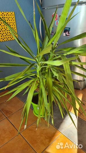 Пальма юкка