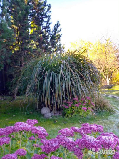 Мискантус китайский