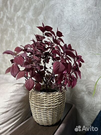 Кашпо из ротанга