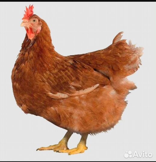 Цыплята подрощенные