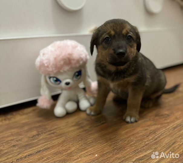 Наикрасивейшие и умнейшие щенки