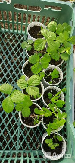 Ремонтантная земляника