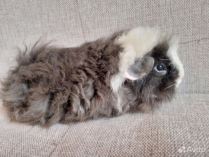 Морские свинки альпаки