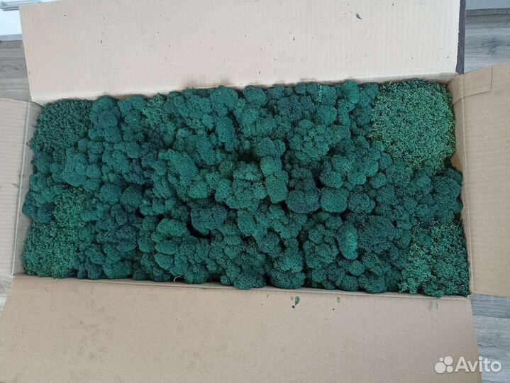 Стабилизированный ягель мох