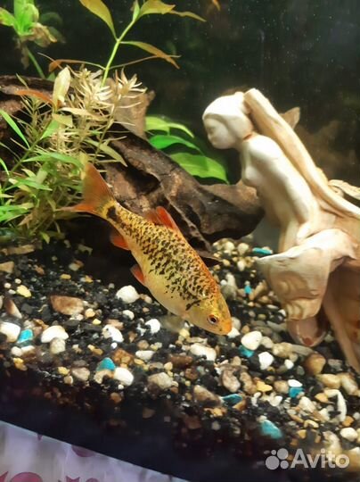 Аквариумные рыбки