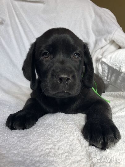 Лабрадор ретривер щенки