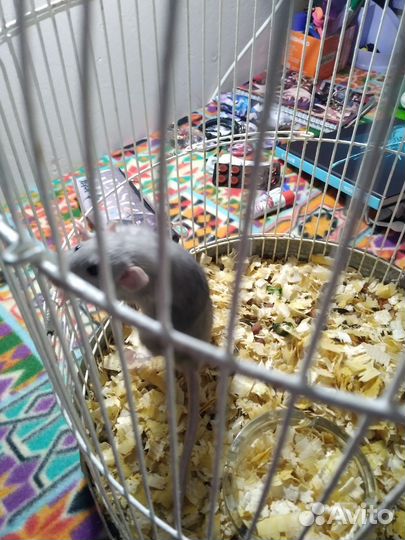 Продаю крысу