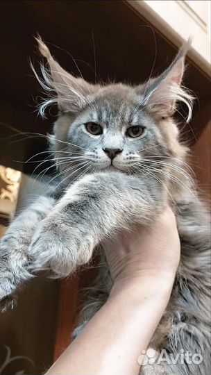 Котята мейн-кун