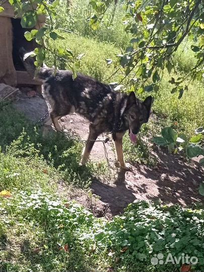 Собака отдам бесплатно. Дворняга с авчаркой