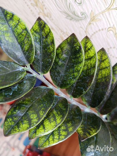 Замиокулькас вариегатный Чёрный Изумрудный Блэк