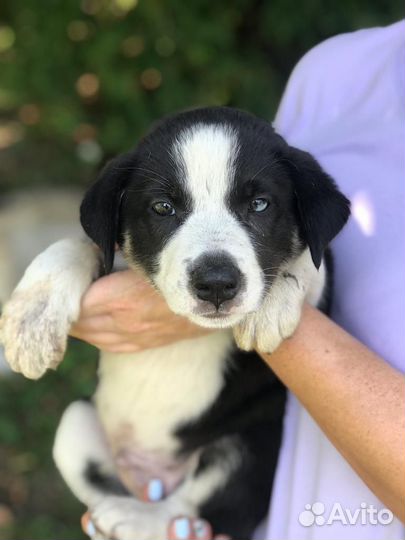 Щенки в дар