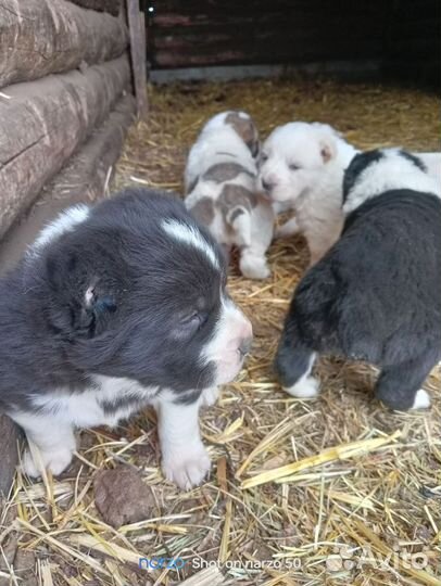 Продам щенка алабай