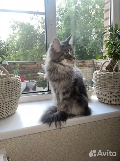 Мейн кун кошка