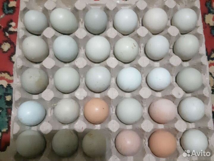 Домашнее мясо