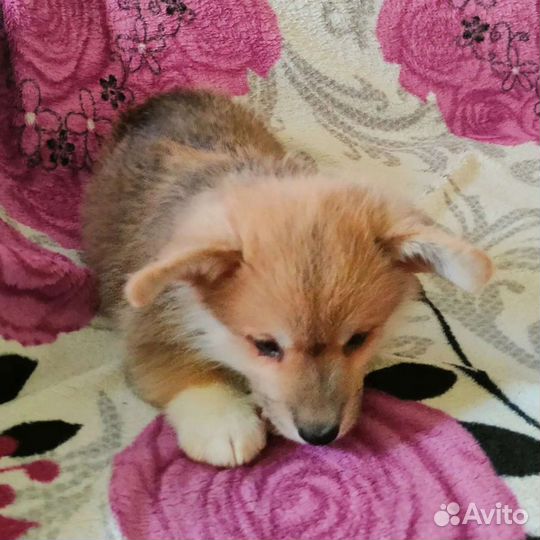 Вельш корги пемброк щенки