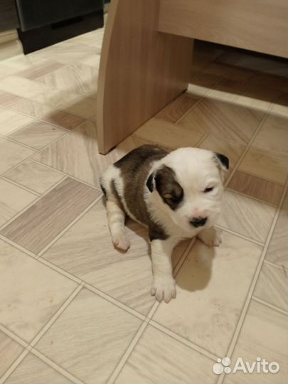 Щенки амстаффа