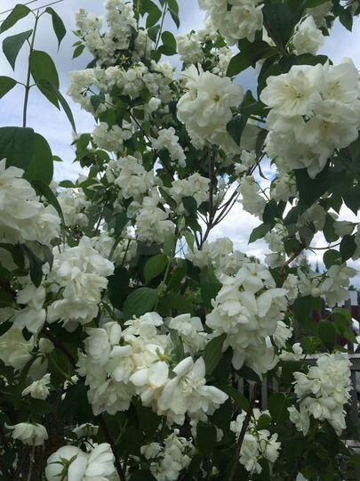 Участок 20 сот. (ИЖС)