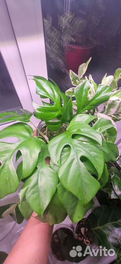 Монстера минима