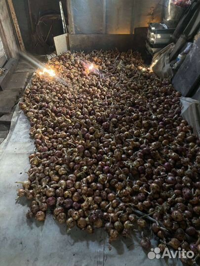 Лук репчатый домашний