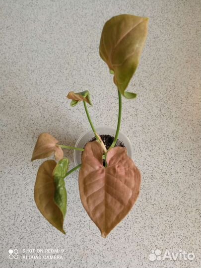 Сингониумы Ангустатум, Неон Пинк, Айрон Браун