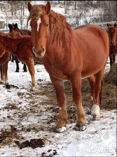 Лошади и жеребцы