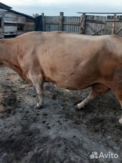 Продам корову