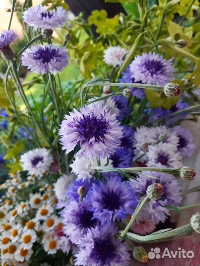 Цветы Васильки бесплатно