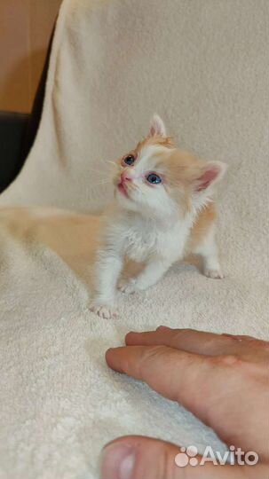 Рыжий котенок в добрые руки бесплатно